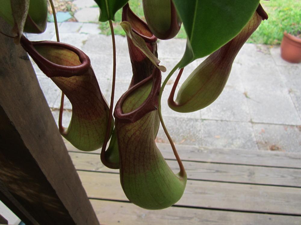 Photo of Pitcher Plant (Nepenthes) uploaded by terrafirma