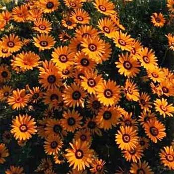 Photo of Cape Daisy (Dimorphotheca sinuata) uploaded by vic
