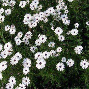 Photo of Cape Daisy (Dimorphotheca sinuata) uploaded by vic