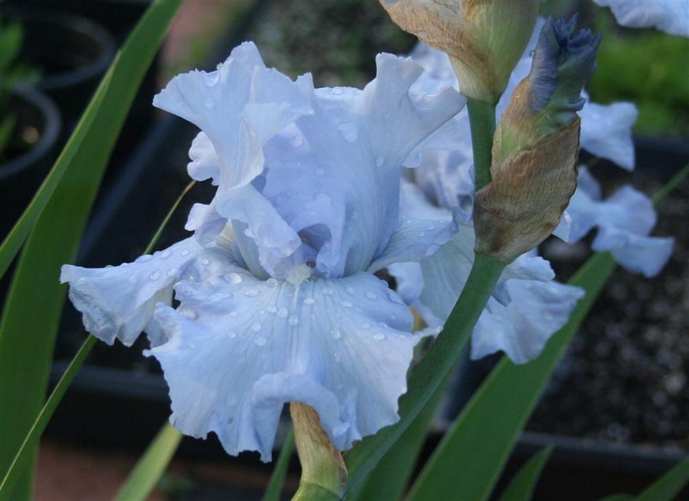 Photo of Tall Bearded Iris (Iris 'Rapture in Blue') uploaded by KentPfeiffer
