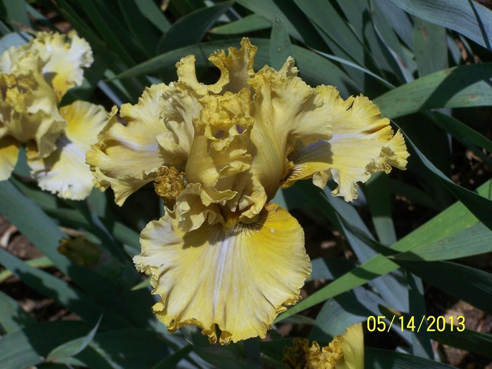 Photo of Tall Bearded Iris (Iris 'Antiquity') uploaded by Misawa77