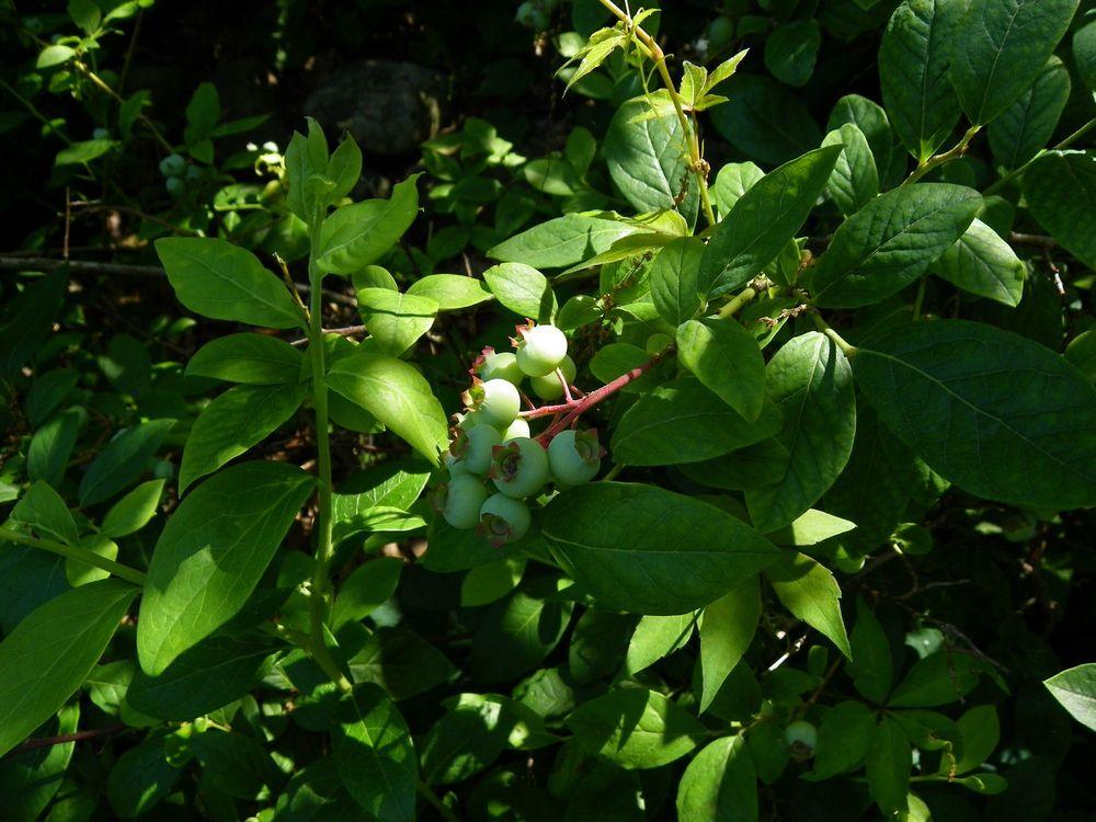 Photo of Highbush Blueberry (Vaccinium corymbosum) uploaded by Newyorkrita