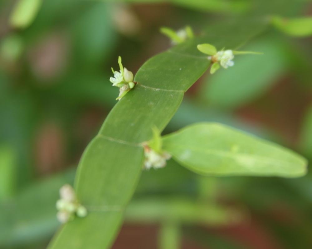 Photo of Ribbon Bush (Muehlenbeckia platyclados) uploaded by dave