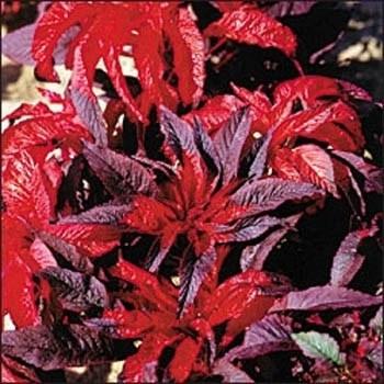 Photo of Amaranth (Amaranthus tricolor 'Molten Fire') uploaded by vic