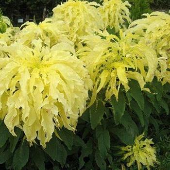 Photo of Amaranthus tricolor 'Aurora Yellow' uploaded by vic