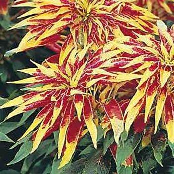 Photo of Summer Poinsettia (Amaranthus tricolor 'Perfecta') uploaded by vic