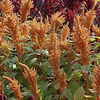 Photo of Amaranth (Amaranthus cruentus 'Hot Biscuits') uploaded by vic
