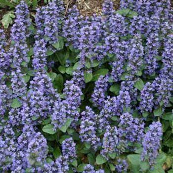 Photo of Bugleweed (Ajuga reptans) uploaded by vic