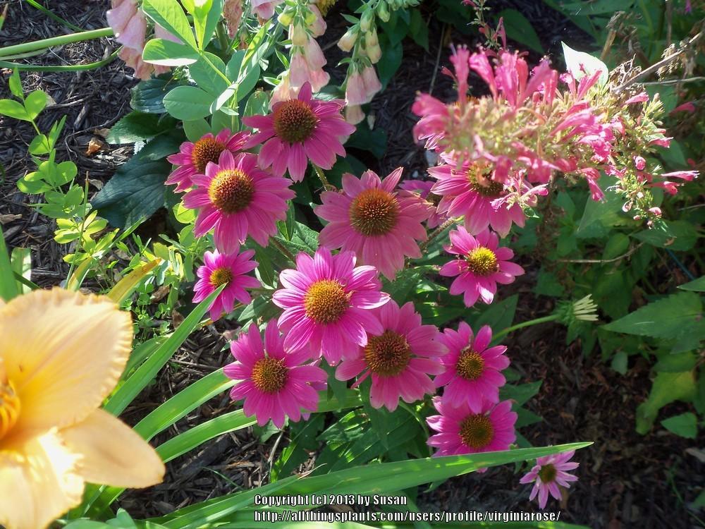 Photo of Coneflower (Echinacea purpurea PowWow® Wild Berry) uploaded by virginiarose