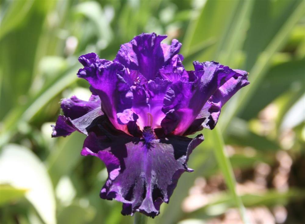 Photo of Tall Bearded Iris (Iris 'Royal Majesty') uploaded by KentPfeiffer