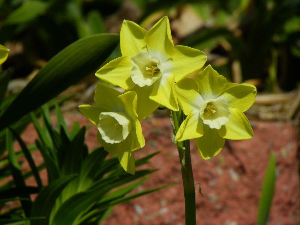 Photo of Miniature Jonquilla Daffodil (Narcissus 'Pipit') uploaded by Newyorkrita