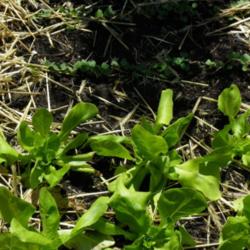 Location: Long Island, NY 
Date: 2013-05-07
young lettuce plants
