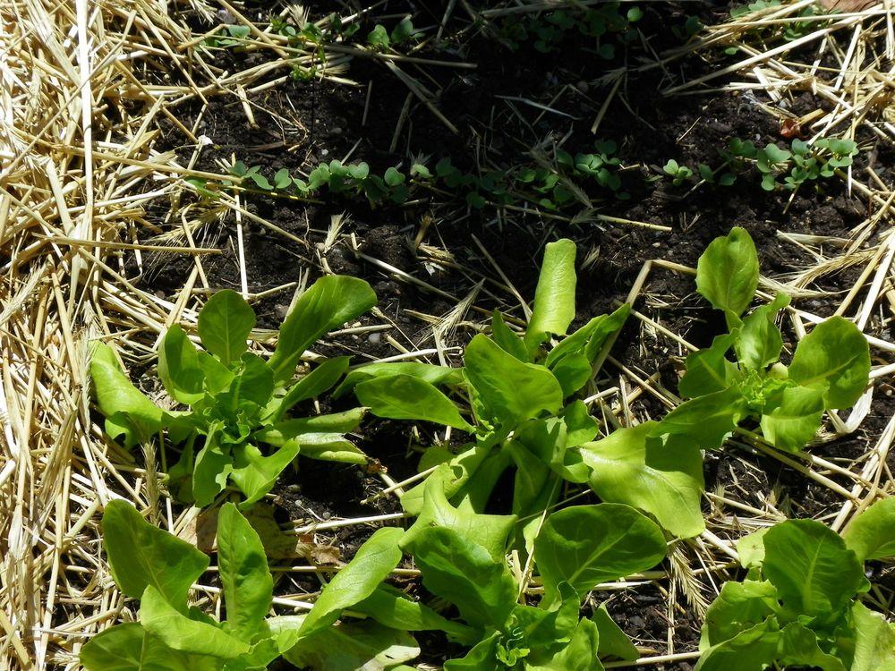 Photo of Lettuces (Lactuca sativa) uploaded by Newyorkrita