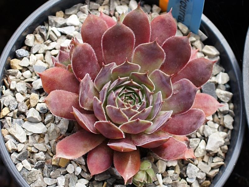 Photo of Hen and chicks (Sempervivum 'Blackcurrant Ice') uploaded by banker07