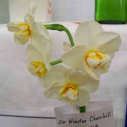 Location: ALL SAINTS Daffodil  Show -Tasmania
Date: 22-9-13