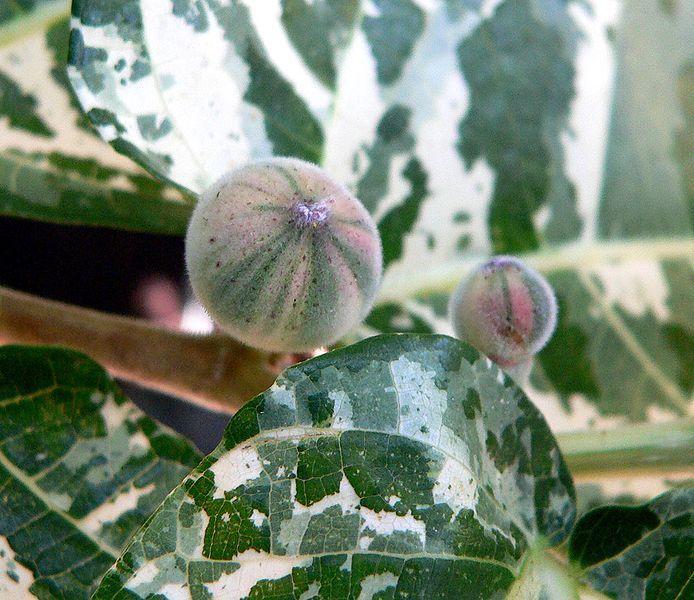Photo of Variegated Clown Fig (Ficus aspera) uploaded by robertduval14