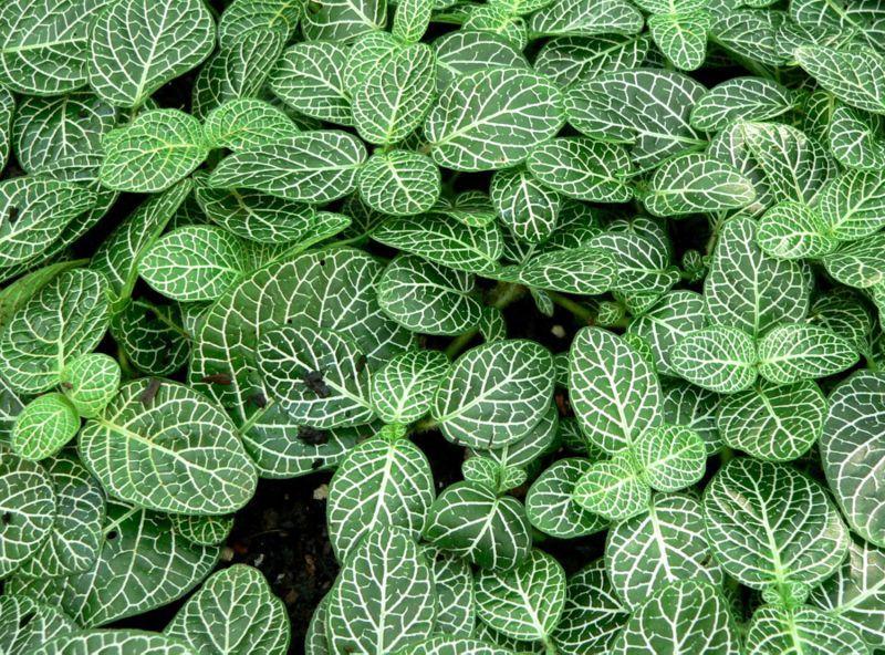 Photo of Nerve Plant (Fittonia albivenis) uploaded by robertduval14