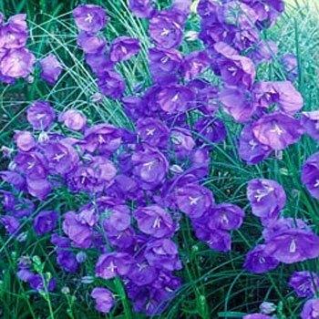 Photo of Peach-Leaved Bellflower (Campanula persicifolia) uploaded by vic