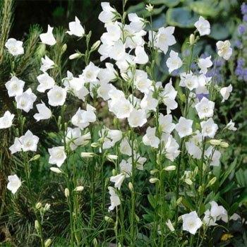 Photo of Peach-Leaved Bellflower (Campanula persicifolia) uploaded by vic