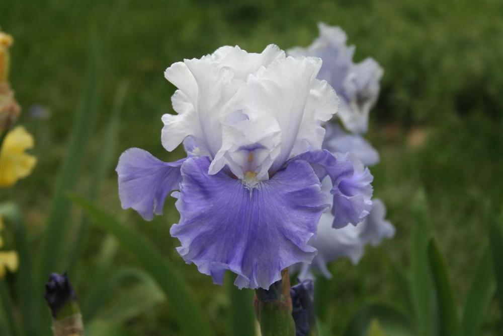 Photo of Tall Bearded Iris (Iris 'Santorini') uploaded by KentPfeiffer