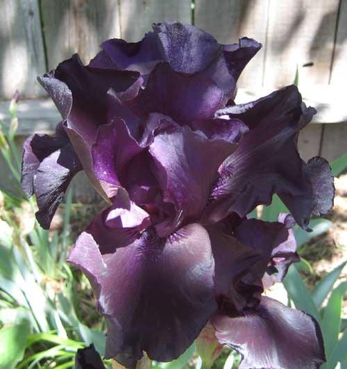 Photo of Tall Bearded Iris (Iris 'Before the Storm') uploaded by Natalie