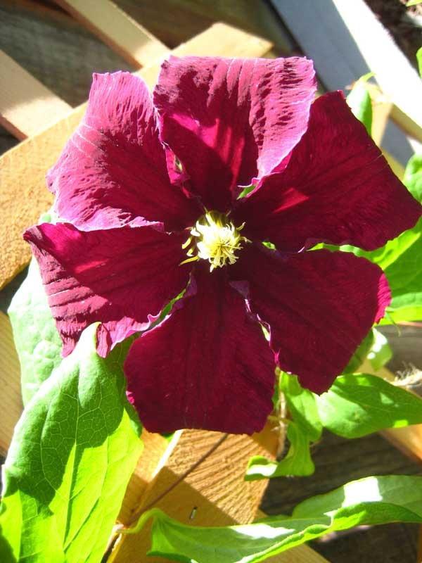 Photo of Clematis 'Niobe' uploaded by Natalie