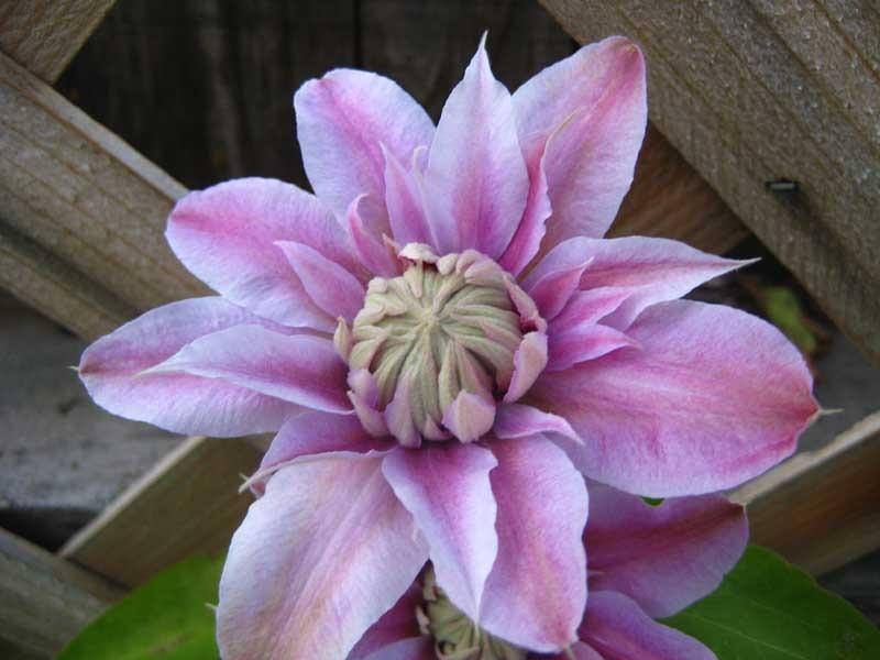 Photo of Clematis Josephine™ uploaded by Natalie