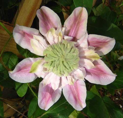 Photo of Clematis Josephine™ uploaded by Natalie