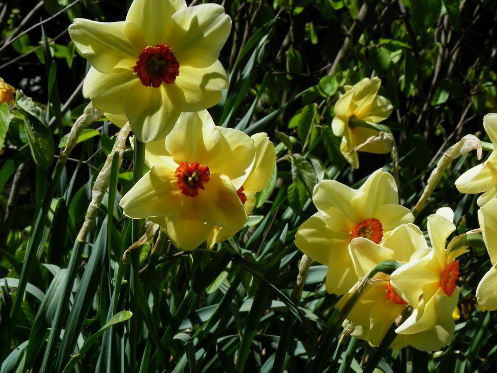 Photo of Small Cupped Daffodil (Narcissus 'Copper Queen') uploaded by Newyorkrita