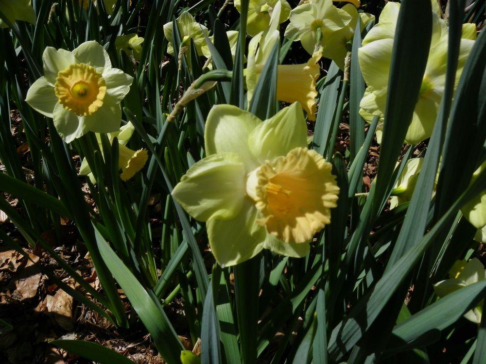 Photo of Trumpet Daffodil (Narcissus 'Fidelity') uploaded by Newyorkrita