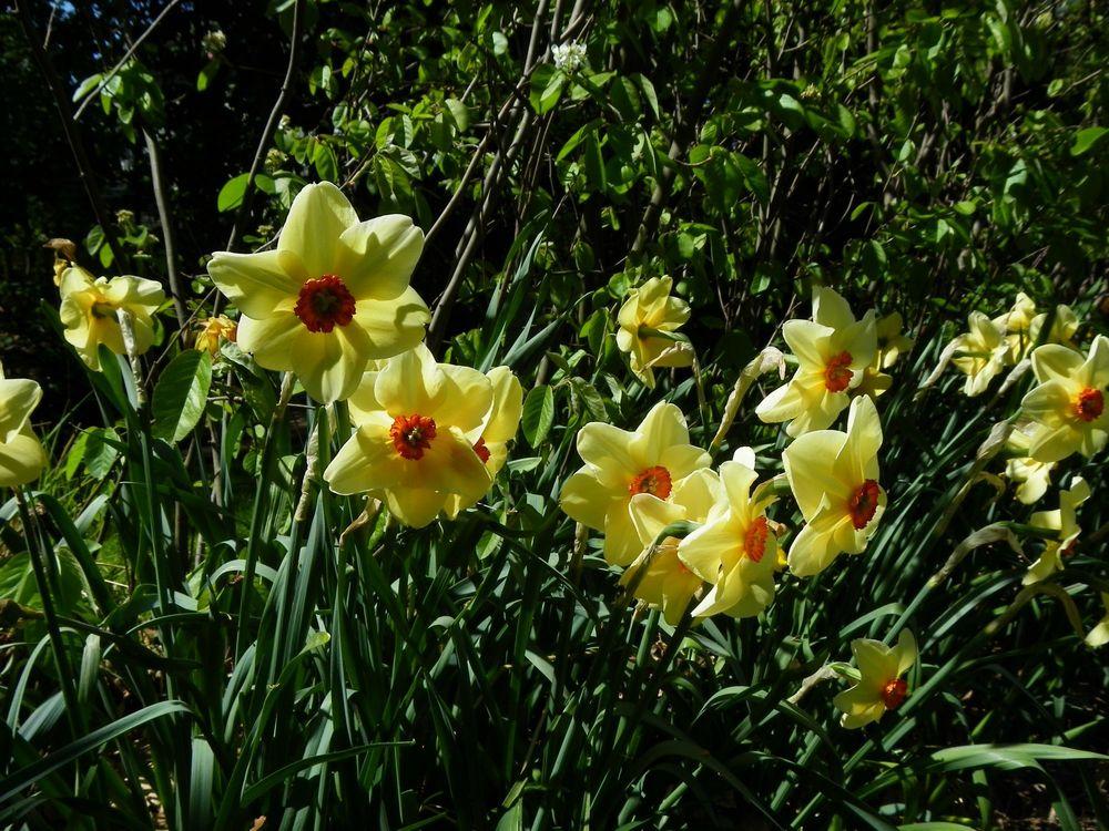 Photo of Small Cupped Daffodil (Narcissus 'Copper Queen') uploaded by Newyorkrita