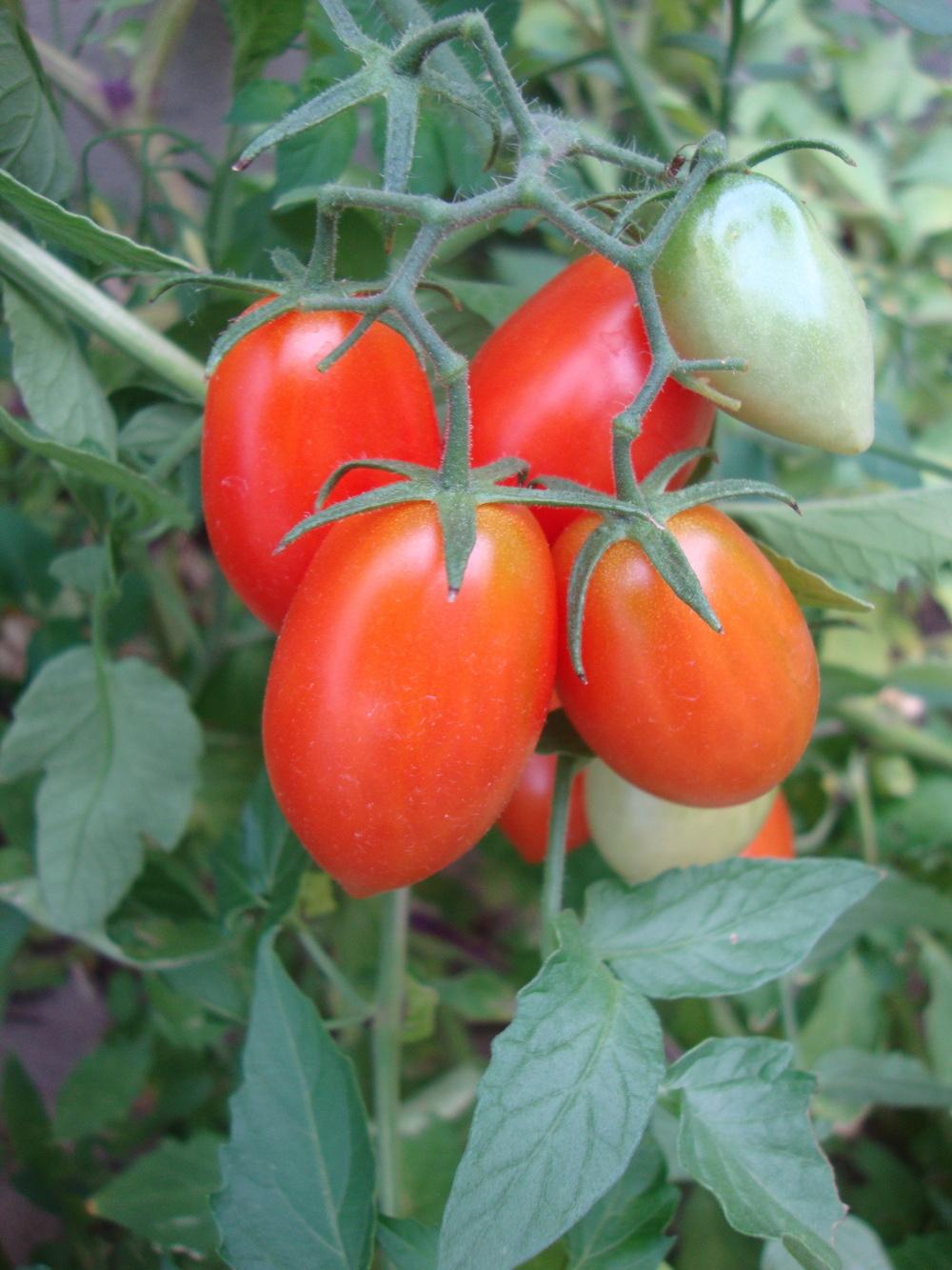 Photo of Tomato (Solanum lycopersicum 'Juliet') uploaded by Paul2032