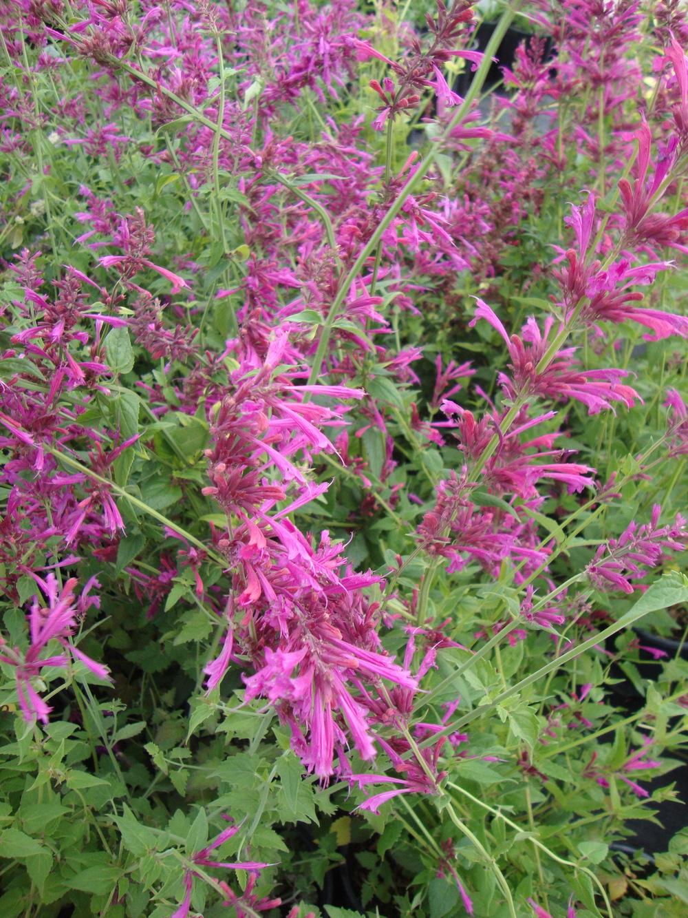 Photo of Anise Hyssop (Agastache 'Heatwave') uploaded by Paul2032