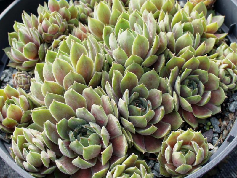Photo of Hen and Chicks (Sempervivum 'Blue Moon') uploaded by banker07