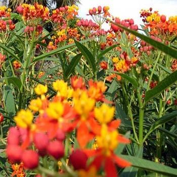 Photo of Mexican Milkweed (Asclepias curassavica 'Silky Deep Red') uploaded by vic