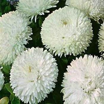 Photo of English Daisy (Bellis perennis 'Super Enorma White') uploaded by vic