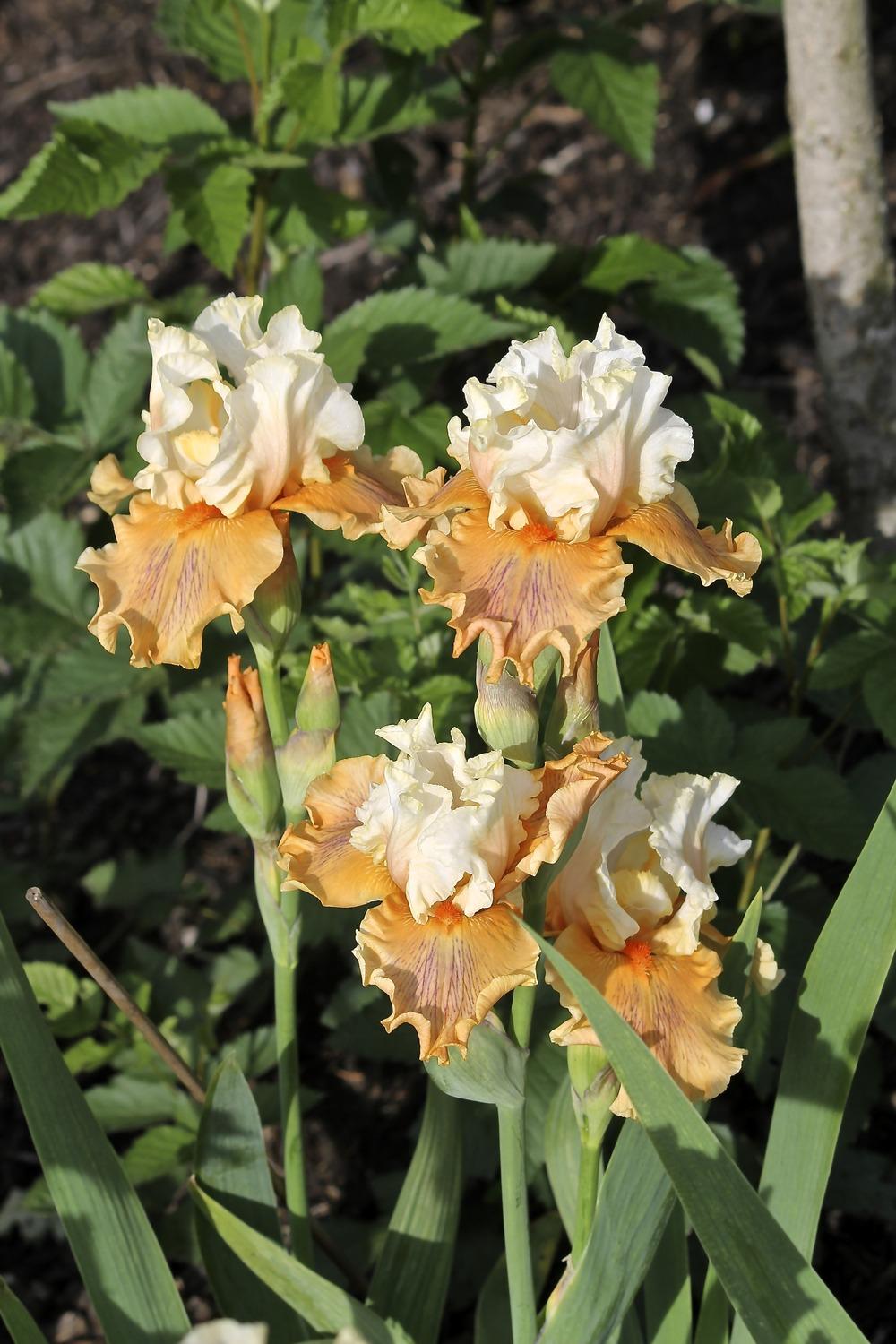 Photo of Tall Bearded Iris (Iris 'Winning Hand') uploaded by ARUBA1334