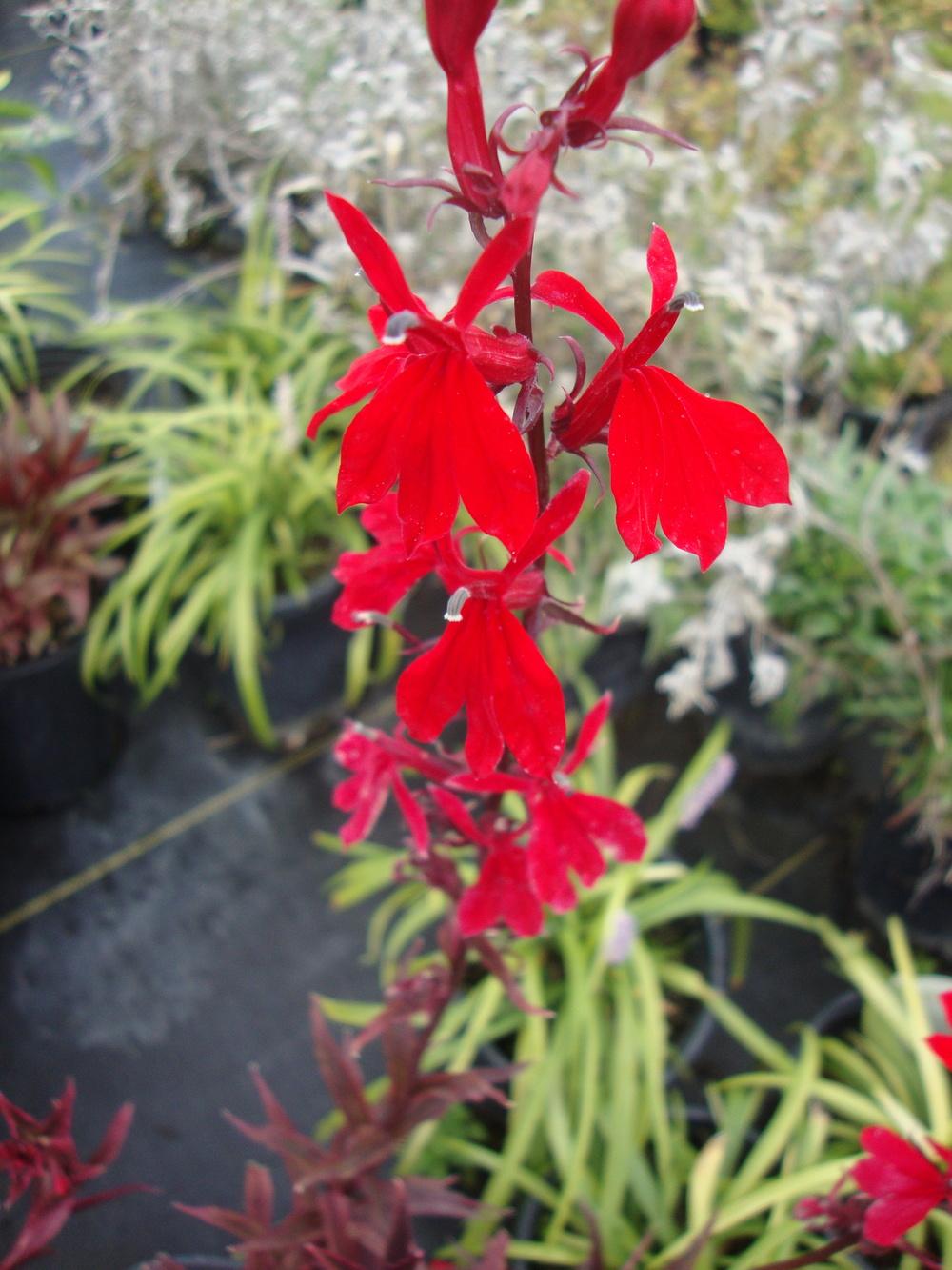Photo of Cardinal Flower (Lobelia 'Queen Victoria') uploaded by Paul2032