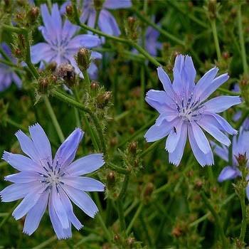 Photo of Chicory (Cichorium intybus) uploaded by vic