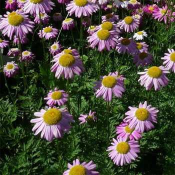 Photo of Painted Daisy (Tanacetum coccineum 'Robinson's Rose') uploaded by vic