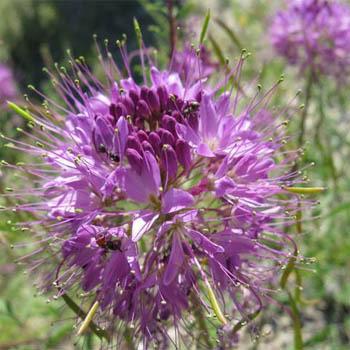 Photo of Rocky Mountain Beeplant (Cleomella serrulata) uploaded by vic