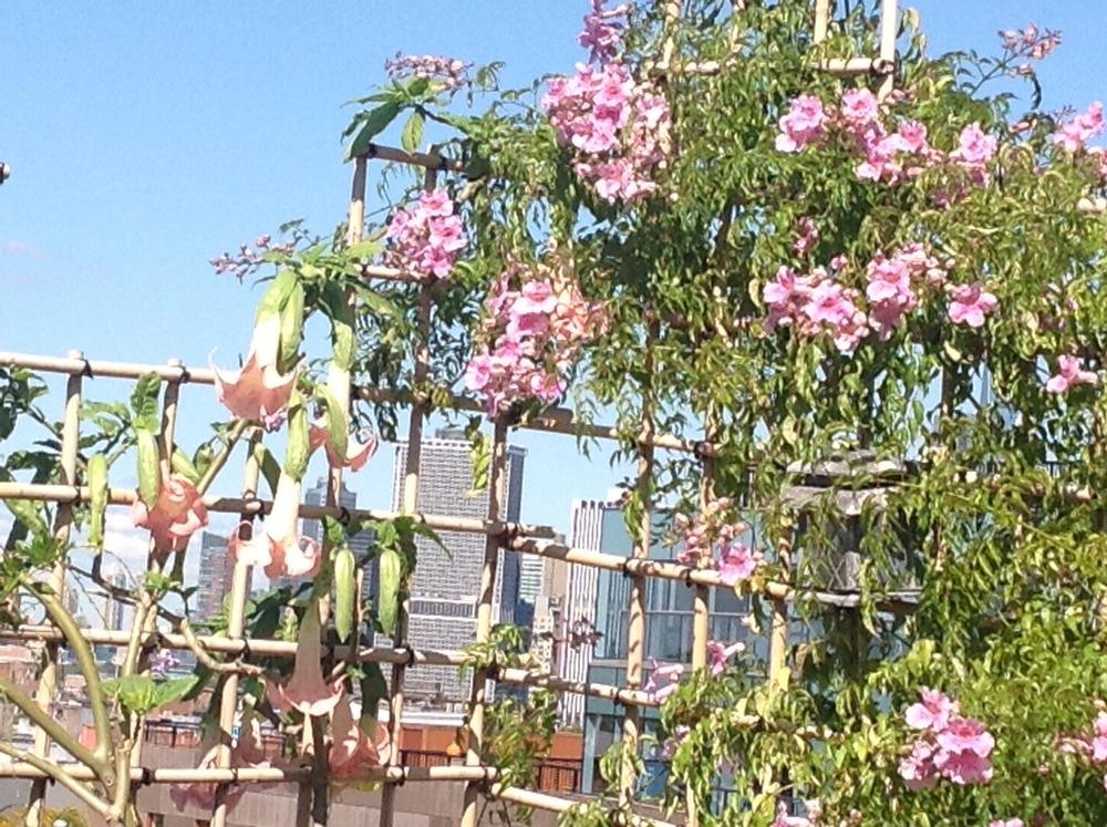 Photo of Pink Trumpet Vine (Podranea ricasoliana) uploaded by GordonHawk