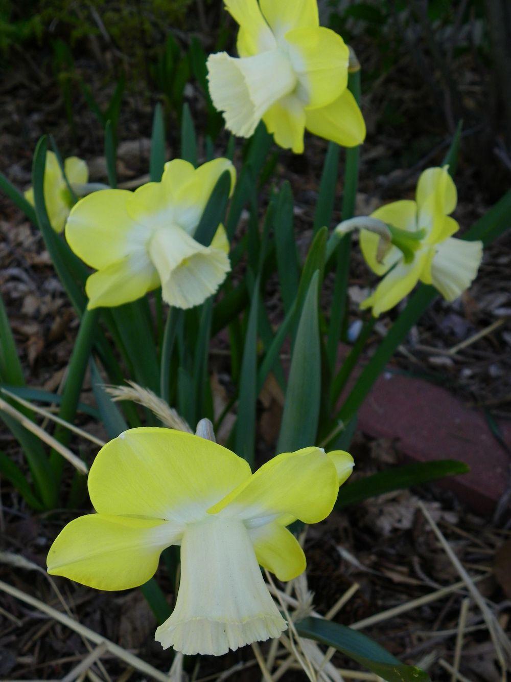 Photo of Large-cupped Daffodil (Narcissus 'Avalon') uploaded by Newyorkrita