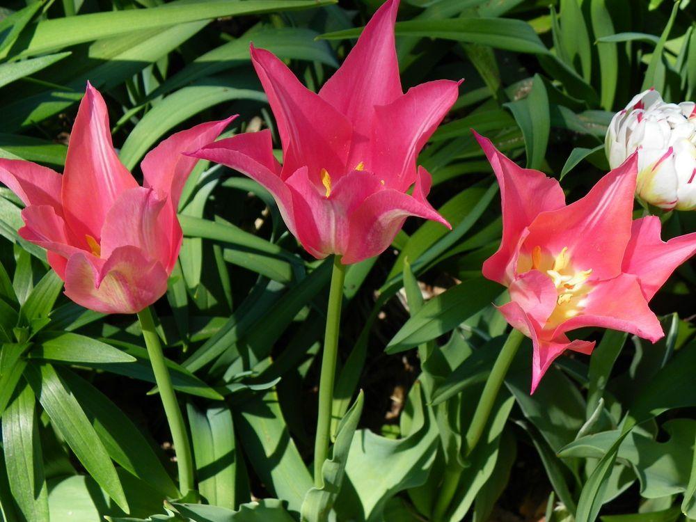 Photo of Tulips (Tulipa) uploaded by Newyorkrita