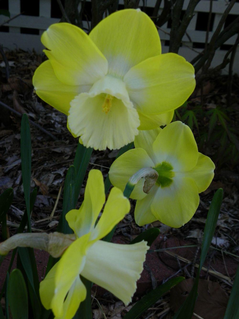 Photo of Large-cupped Daffodil (Narcissus 'Avalon') uploaded by Newyorkrita