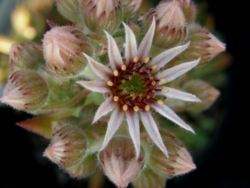 Photo of Hen and Chicks (Sempervivum 'Brownie') uploaded by banker07