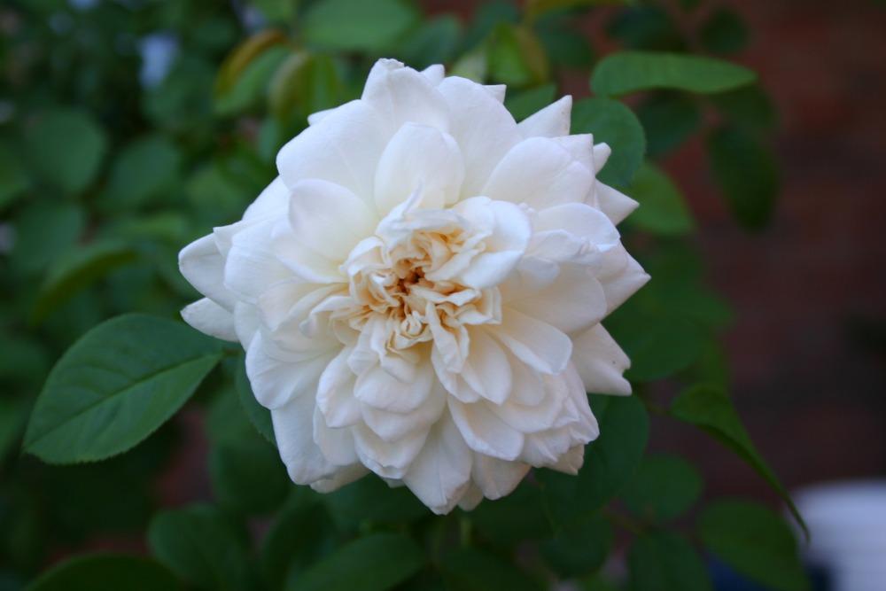 Photo of Roses (Rosa) uploaded by jon
