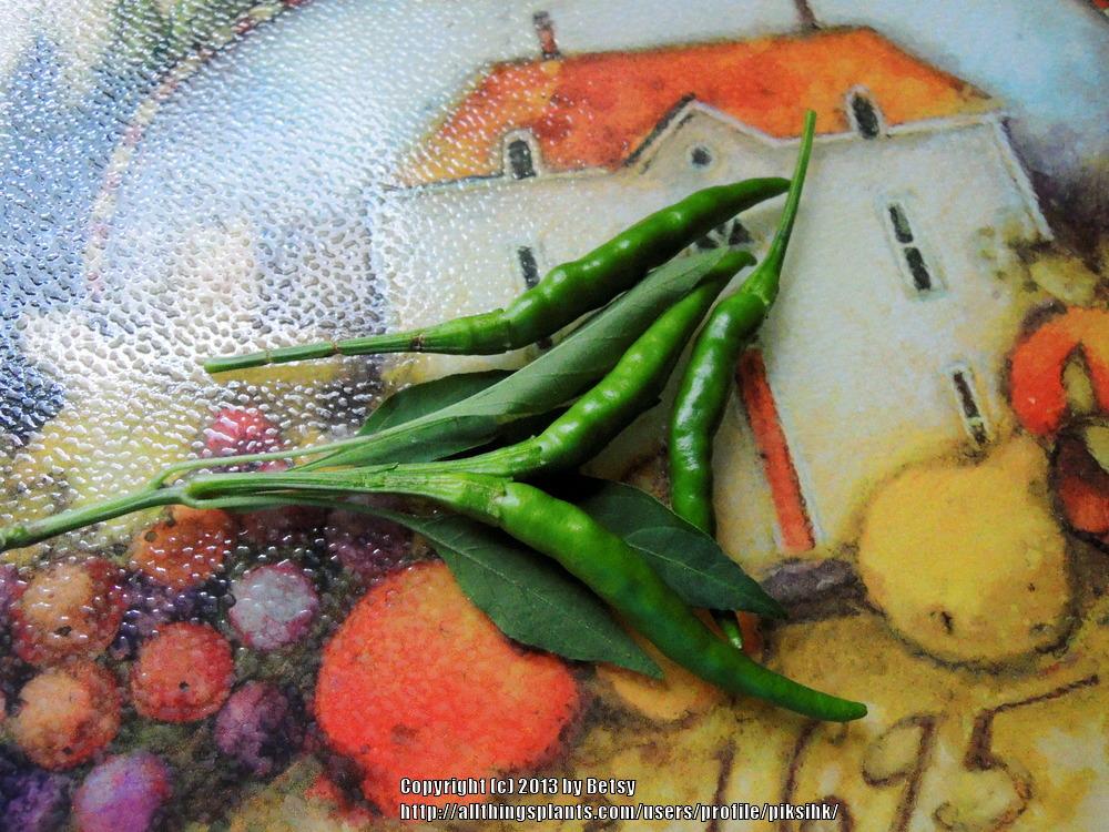 Photo of Hot Pepper (Capsicum annuum 'Santaka') uploaded by piksihk