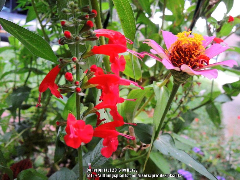 Photo of Scarlet Sage (Salvia coccinea) uploaded by piksihk
