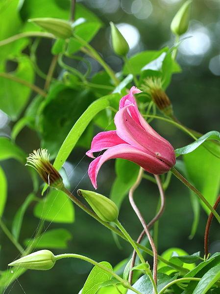 Photo of Clematis (Clematis texensis 'Princess Diana') uploaded by robertduval14
